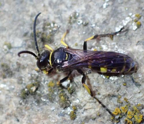 Gorytes quinquecinctus